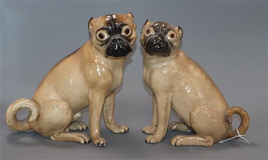 Two 19th century Meissen pugs tallest 24cm (one a.f.)